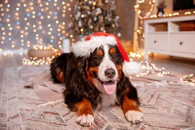 Een Zenenhund-hond ligt thuis in een kerstmuts bij de kerstboom, het concept van Kerstmis