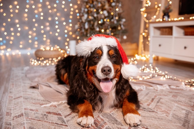 Een Zenenhund-hond ligt thuis in een kerstmuts bij de kerstboom, het concept van Kerstmis