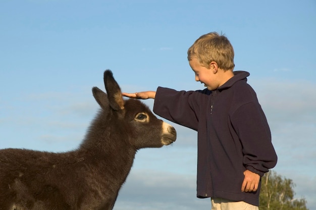 Een zesjarige jongen aait een jonge ezel