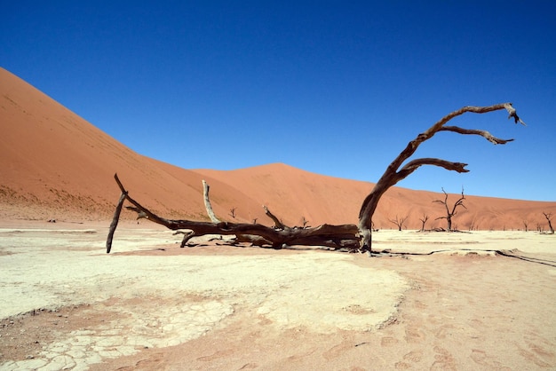 Een zicht op een droge boomstam die in de woestijn ligt tegen een achtergrond van zandduinen en een blauwe lucht