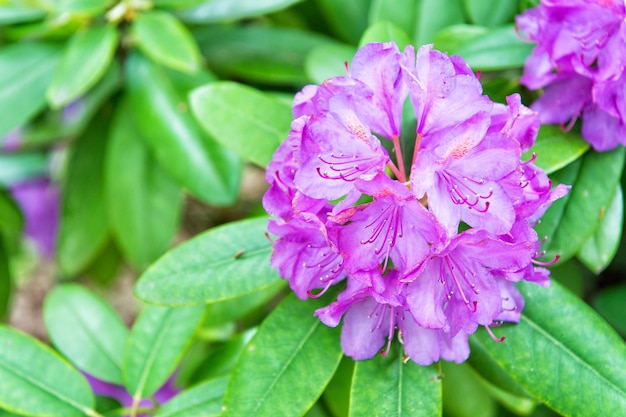 Een ziel die bloeit in de natuur. Bloem met violette bloemblaadjes en groene bladeren. Bloem in de tuin op zonnige zomer- of lentedag. Bloem voor decoratie en design. Mooie bloem die in bloembed bloeien.