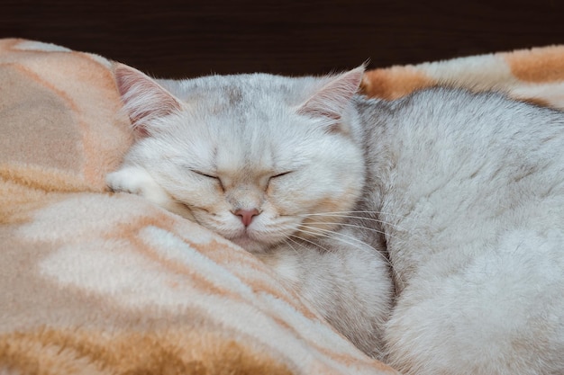 Een zilveren Britse kat slaapt in close-up op een bed met zijn hoofd op een kussen Huisdieren thuis