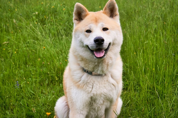 Een zittende Akita Inu-hond