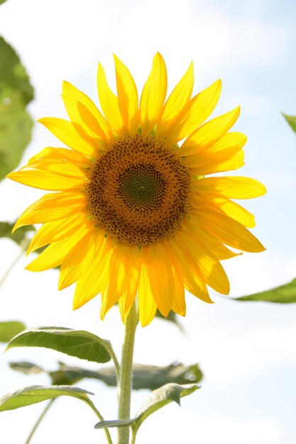 Een zonnebloem in een bloemenveld