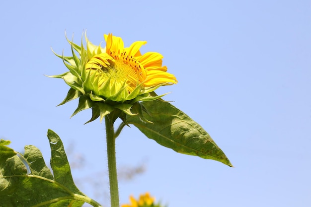 Een zonnebloem in een veld met blauwe lucht