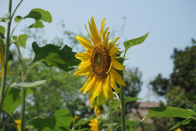 een zonnebloem met een huis op de achtergrond