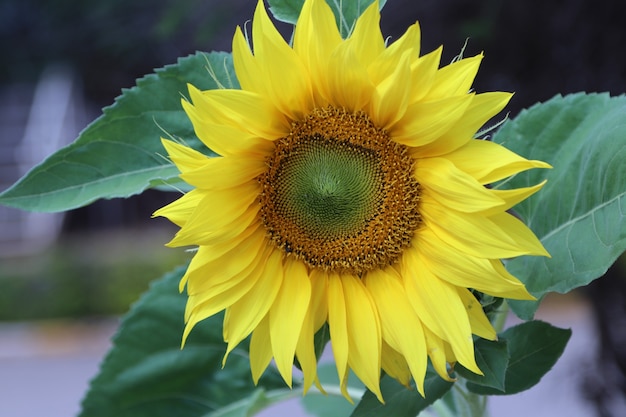 een zonnebloem met groene bladeren en felgele bloemblaadjes