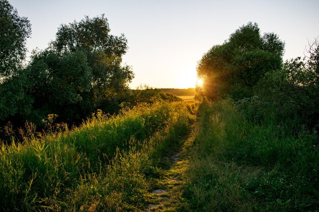 Een zonnestraal in een veld met een grasveld en bomen op de achtergrond