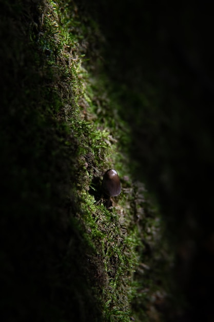 Een zonnestraal schijnt op de paddenstoel tussen het mos