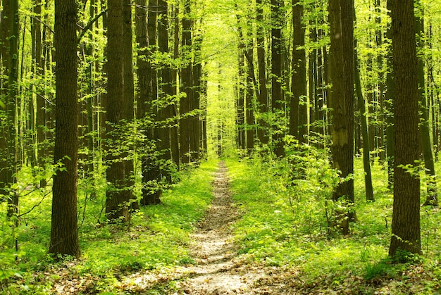 Een zonnige dag in het groene bos.