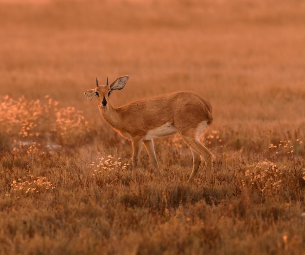 Een zonsondergang in het afgelegen Liuwa Plains National Park een oribi neemt in het laatste licht van de dag