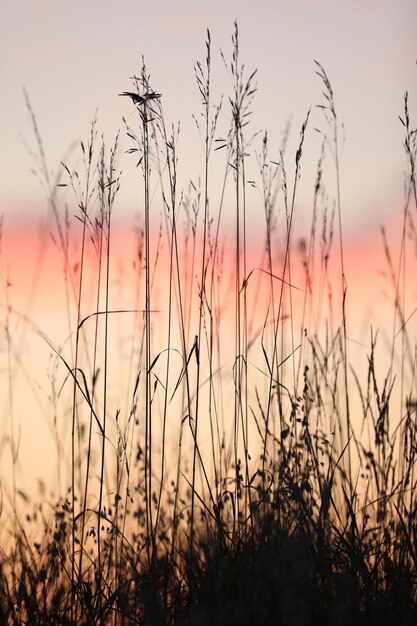 Een zonsondergang met een boom op de voorgrond en een skyline