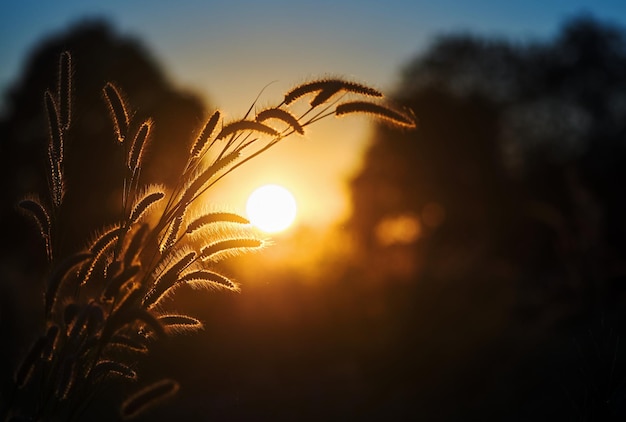 Een zonsondergang met een grasveld op de voorgrond