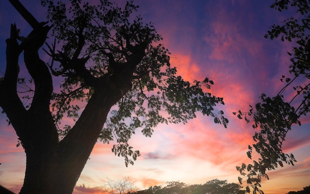 Een zonsondergang met een grote boom en een paarse lucht