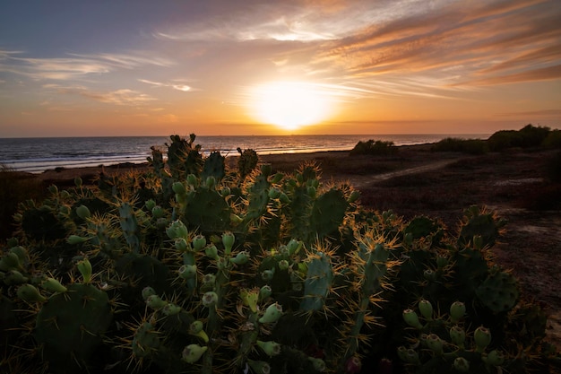 Foto een zonsondergang op het strand van mazagon huelva spanje met vegetatie en cactussen