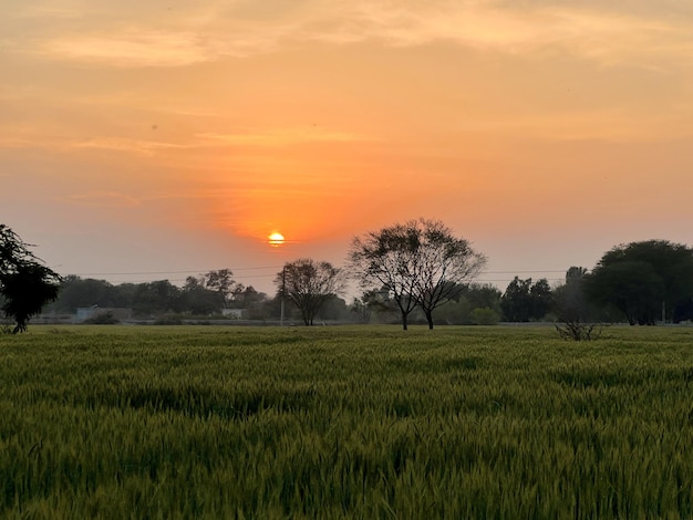 Een zonsondergang over een tarweveld