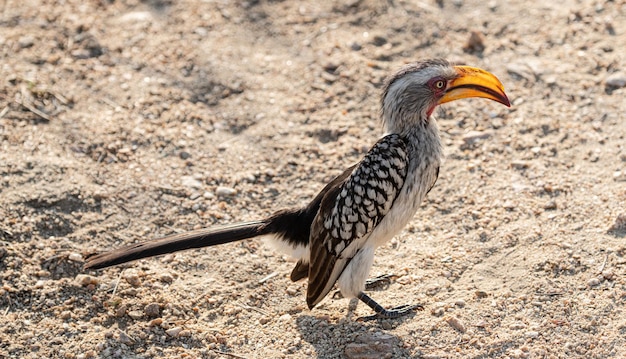 Een Zuidelijke Geel Gefactureerde Neushoornvogel Tockus Leucomelas