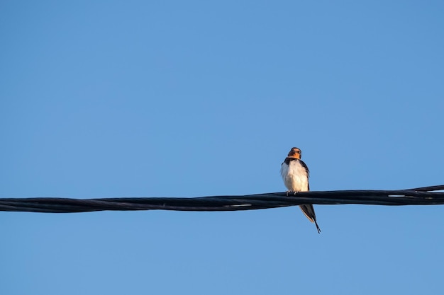 Een zwaluw zit op een elektriciteitsdraad tegen een blauwe lucht