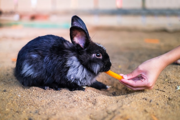 een zwart konijn eet wortel van menselijke hand in de tuin.