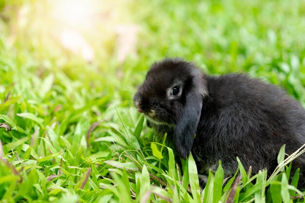 Een zwart konijn rent in het groene gras