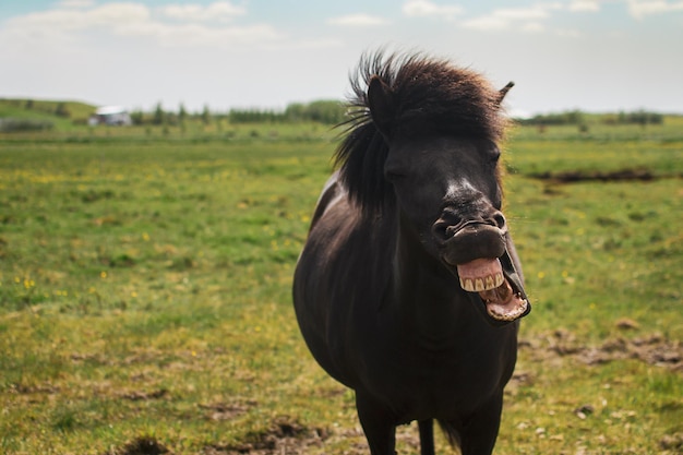 Foto een zwart paard met een grote glimlach op zijn gezicht