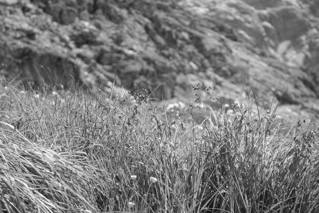 Foto een zwart-wit foto van een grasveld met wilde bloemen