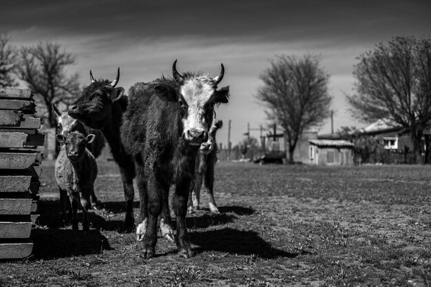 Foto een zwart-wit foto van een koe met horens en een huisje op de achtergrond.