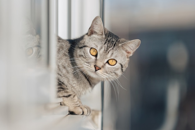 Een zwart-wit gestreepte kat staat met zijn voorpoten aan de rand van het raam en kijkt bij helder zonnig weer de straat op.