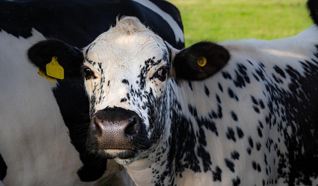 Foto een zwart-wit kalf met vlekken als een dalmatiër.