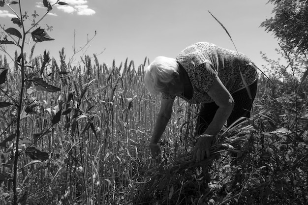 Foto een zwart-witfoto van een oude grijsharige vrouw die tarwe plukt