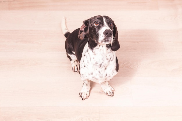 Een zwart-witte Basset Hound-hond op een houten vloer kijkt omhoog