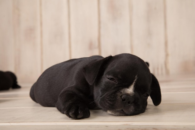 Een zwart-witte Franse buldogpuppy slaapt op een houten lijst.