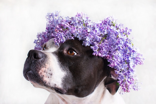 Een zwart-witte hond in een lila bloemenkrans