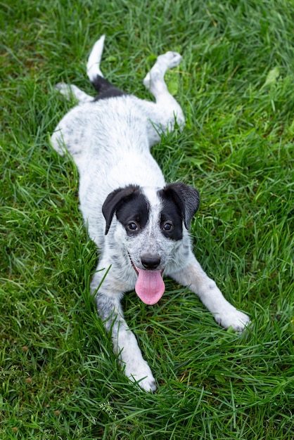 Een zwart-witte hond ligt op het groene gras.