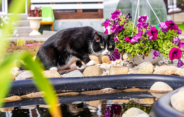 Een zwart-witte kat in de buurt van een vijver.