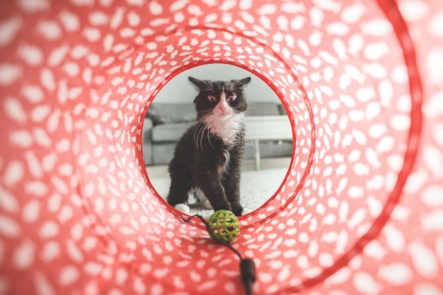 Een zwart-witte kat in een tunnel met een bal erin.