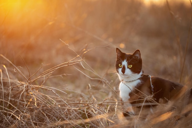 Een zwart-witte kat is in het droge de herfstgras bij zonsondergang.