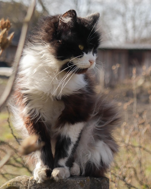 Een zwart-witte kat met een witte neus