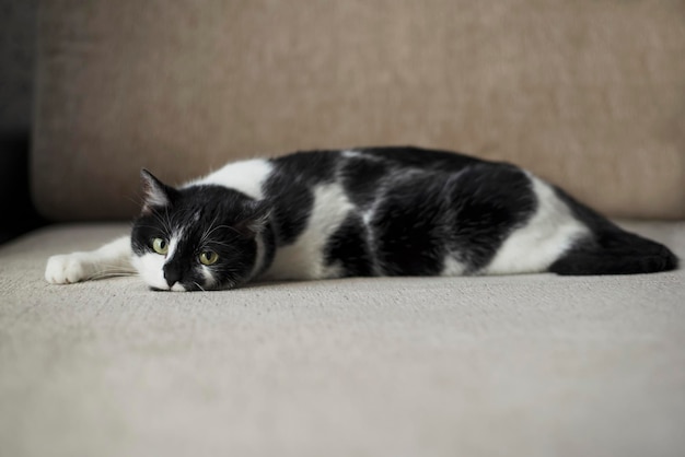 Een zwart-witte kat met groene ogen die op zijn rug op een bank ligt en naar de camera staart