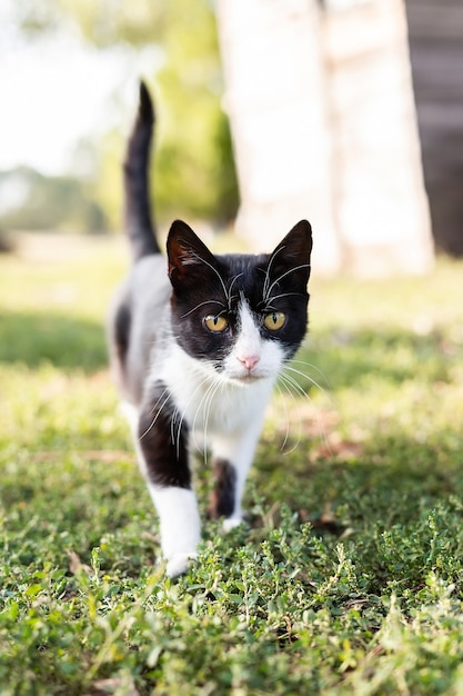 Een zwart-witte kat op de groene grasachtergrond