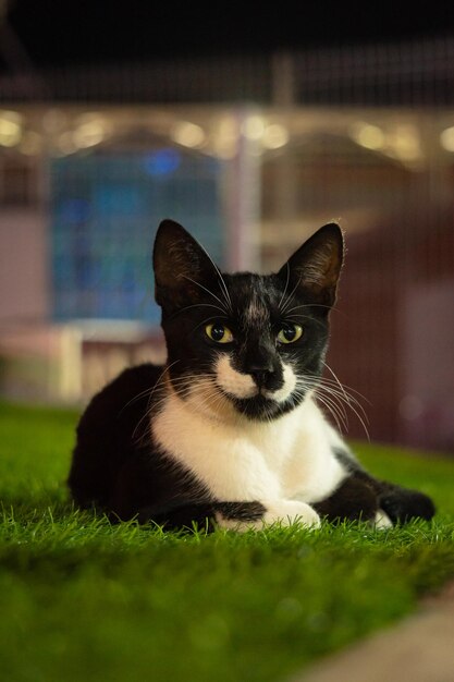 Een zwart-witte kat zit op een grasveld.