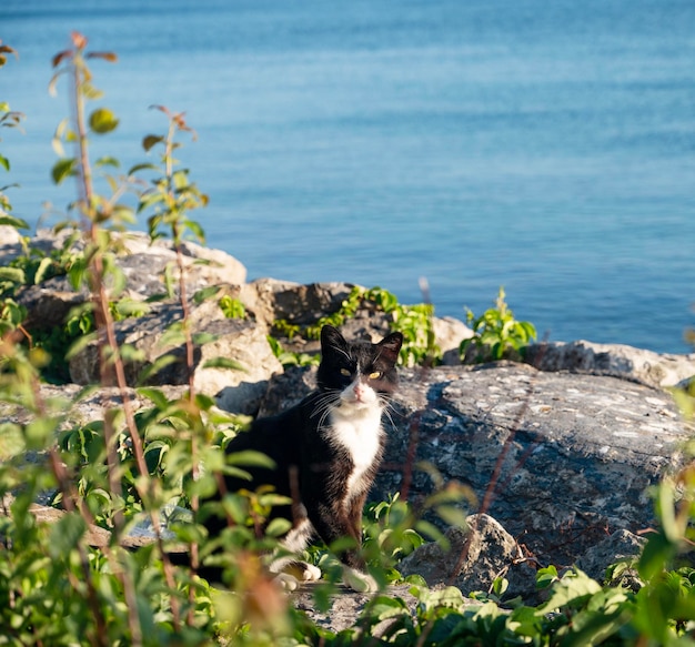 Een zwart-witte kat zit op een zonnige zomerdag in de buurt van de zee op rotsen met groene takken van struiken