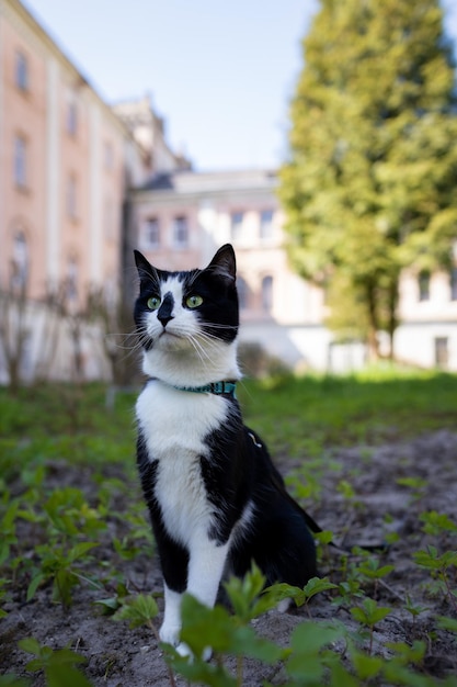 Een zwart-witte kat zit op het gras voor het huis