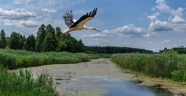 Een zwart-witte ooievaar vliegt over de rivier de Zdvizh. Oekraïne