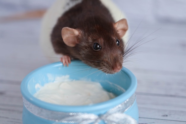 Een zwart-witte rat eet zure room uit een blauwe aarden pot. een zilveren strik is in de pot gebonden.