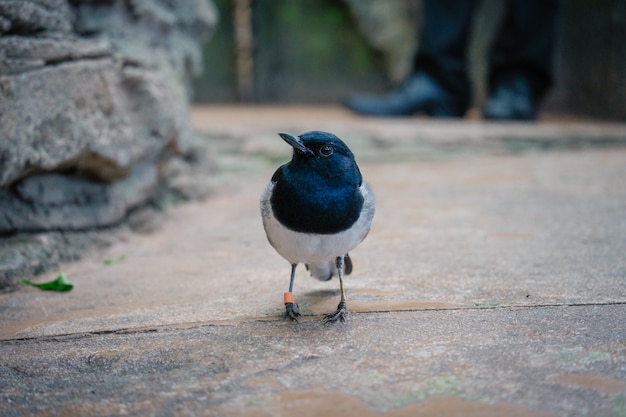 Een zwart-witte vogel uit de Muscicapidae-familie