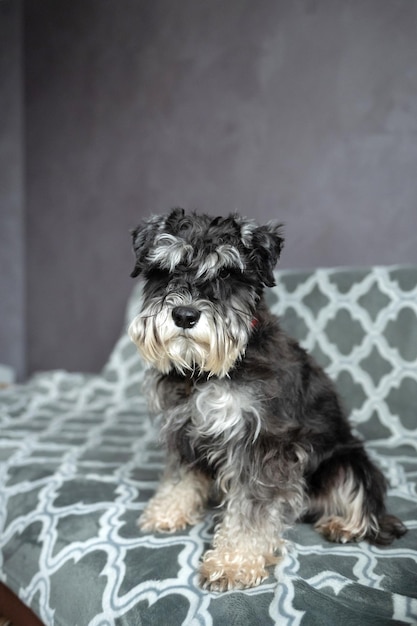 Een zwart-zilveren schnauzer met een geadresseerde aan een rode halsband zit op de bank