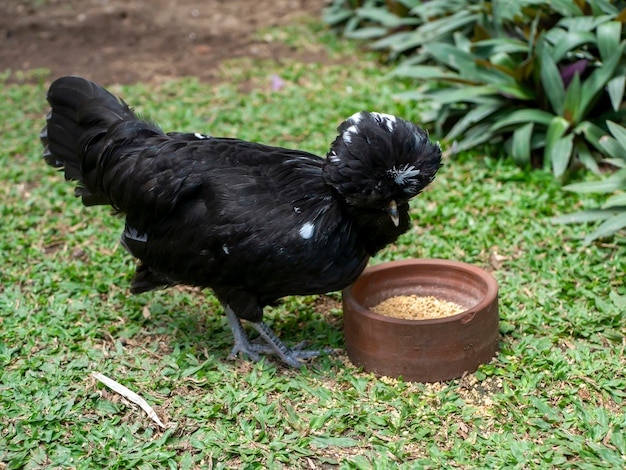 Een zwarte Ayam Polen Polen kip in de achtertuin