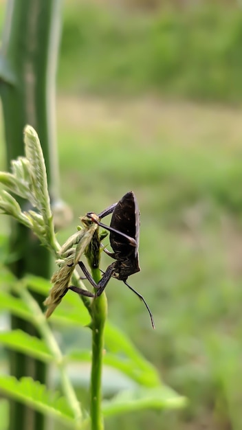 Een zwarte bug op een plant