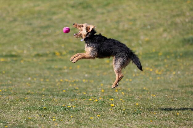 Foto een zwarte en bruine gemengde hond springt om de door de eigenaar gegooide bal te vangen